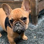 Ollie Ali - @ollieali_frenchie - Instagram