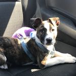 Ollie Is My Name - @ollie_ali_adventures - Instagram