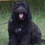 Oliver Anthony Bean - @ollie.anthony.the.doodle - Instagram