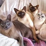 Axel, Mimi, Ollie & Baxter - @axmimolliebax - Instagram