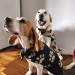 Baxter & Ollie - @baxter_and_ollie - Instagram