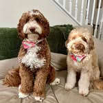 Ollie and Beasley (aka Grover) - @ollie_and_beasley - Instagram