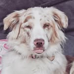 Bébé ollie 🐕🐾❤ aussie - @ollie_doggy_bergeraustralien - Instagram