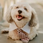 Oliver 'Ollie' Bear Berger - @olliebearberger - Instagram