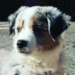 Ollie - @ollie.la.bergere - Instagram
