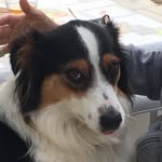 Ollie - @ollie_bergeraustralien - Instagram