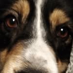 ollie - @ollie_le_berger_australien - Instagram