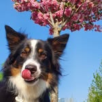 Ollie - @ollie_mini_berger_americain - Instagram