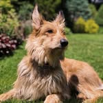ollie🐾 - @ollie_thebergerpicard - Instagram