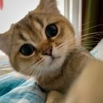 Ollie 🐱💙 Golden British Shorthair ᓚᘏᗢ - @ollieblackpaw - Instagram