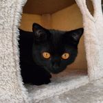 Ollie - @ollie.blackcat_ - Instagram