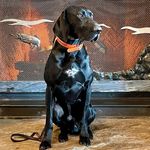 Ollie - @ollie_black_gsp - Instagram