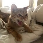ollie blake kyle henry - @cristianascats - Instagram