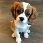 Ollie Boyd - @adventures_of_ollie_cav - Instagram