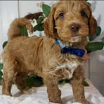 Ollie O’Connor Smith Boyd - @thesecretlifeofolliethedoodle - Instagram