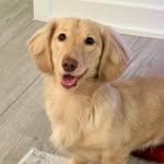 Ollie - @ollieboy_dc - Instagram