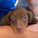 Ollie The Mini Long-haired Dachshund - @ollieboydachshund - Instagram