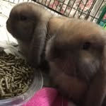 Ollie Bear - @olliethecagefreelop - Instagram