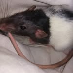 🖤🐀 ollie + cherry koelle 💫 - @ratpuffs - Instagram