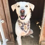 Ollie Collins - @olliethetripawddog - Instagram