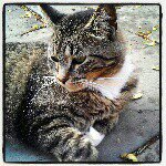 megan_crouch10's kitty - @ollie_crouch - Instagram