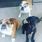Ollie & Bridgette Crouch - @ollie_bebe_crouch - Instagram