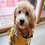 Ollie Doodle - @ollie_doddle - Instagram
