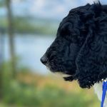 Ollie - @ollie_the_doddle - Instagram