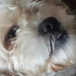 Ollie Dodge - @baconboy980 - Instagram
