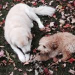🐶Ollie+Dodger🐩 - @oliveranddodger - Instagram
