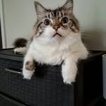Oliver Dolan - @kingolliethesmush - Instagram