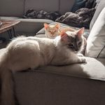 Ollie & Gilbert - @ollieandgilbert - Instagram