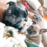 Gus & Ollie Hancock - @gusthepug_and_olliethefrenchie - Instagram