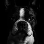 Ollie Holder - @ollie_the_bollie_boston - Instagram