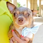Ollie Holder - @ollie.chihuahua - Instagram