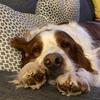 Ollie Holmes - @charliethesetter - TikTok