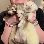 Ollie,Holmes, and Watson - @ollie.holmes.watson - Instagram