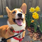 Ollie John - @olliejohn_corgi - Instagram