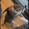hollybops - @hollielarkinn - TikTok