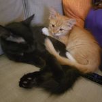 Ollie and Luna - @luna_and_ollie_larkin - Instagram