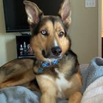 Ollie - @ollie_putnam1 - Instagram