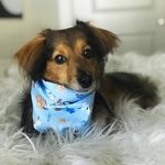 Oliver (Ollie) Rivera - @ollie_the_hot_tamale - Instagram