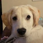 Ollie 🐶 - @thesmileyollie - Instagram