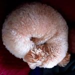 @smileyjollie - Instagram