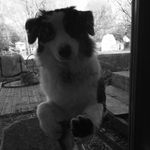Ollie Stapleton - @ollie_thecuteaussie - Instagram