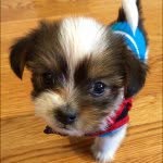 Ollie Bo Sutton - @olliesutton3 - Instagram