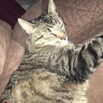 Ollie Van - Facebook