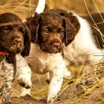 Ollie van Achter de Duinen - @ollie_vanachterdeduinen - Instagram