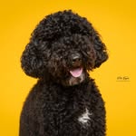 Ollie Van Olmen - @ollie.the.labradoodle_ - Instagram