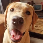 Ollie van Rooij - @blondelab_ollie - Instagram